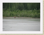 Alaska 239 * A mother grizzly and her cub were sighted across the water from our camp at Walker Glacier. * A mother grizzly and her cub were sighted across the water from our camp at Walker Glacier. * 2816 x 2112 * (2.23MB)